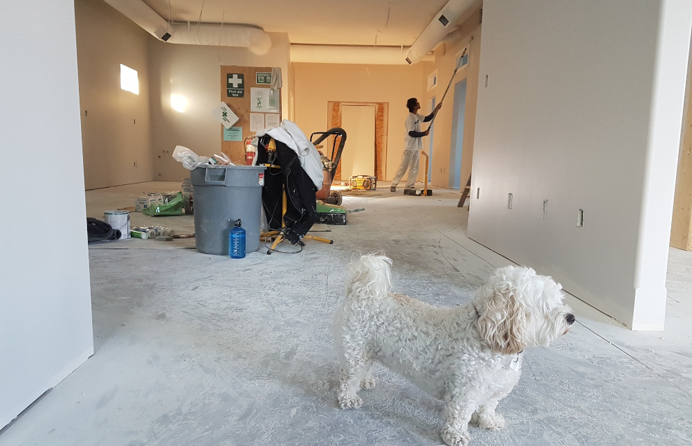 person painting walls, white dog