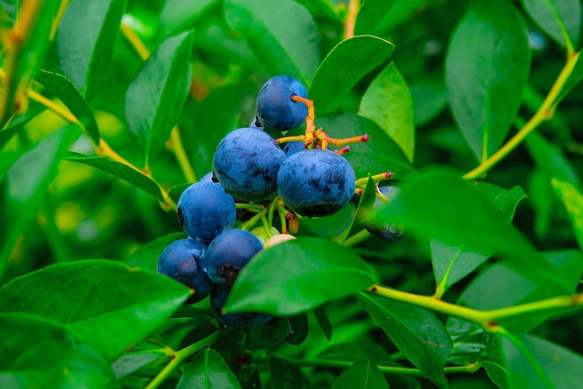 blueberries on a blueberry bush