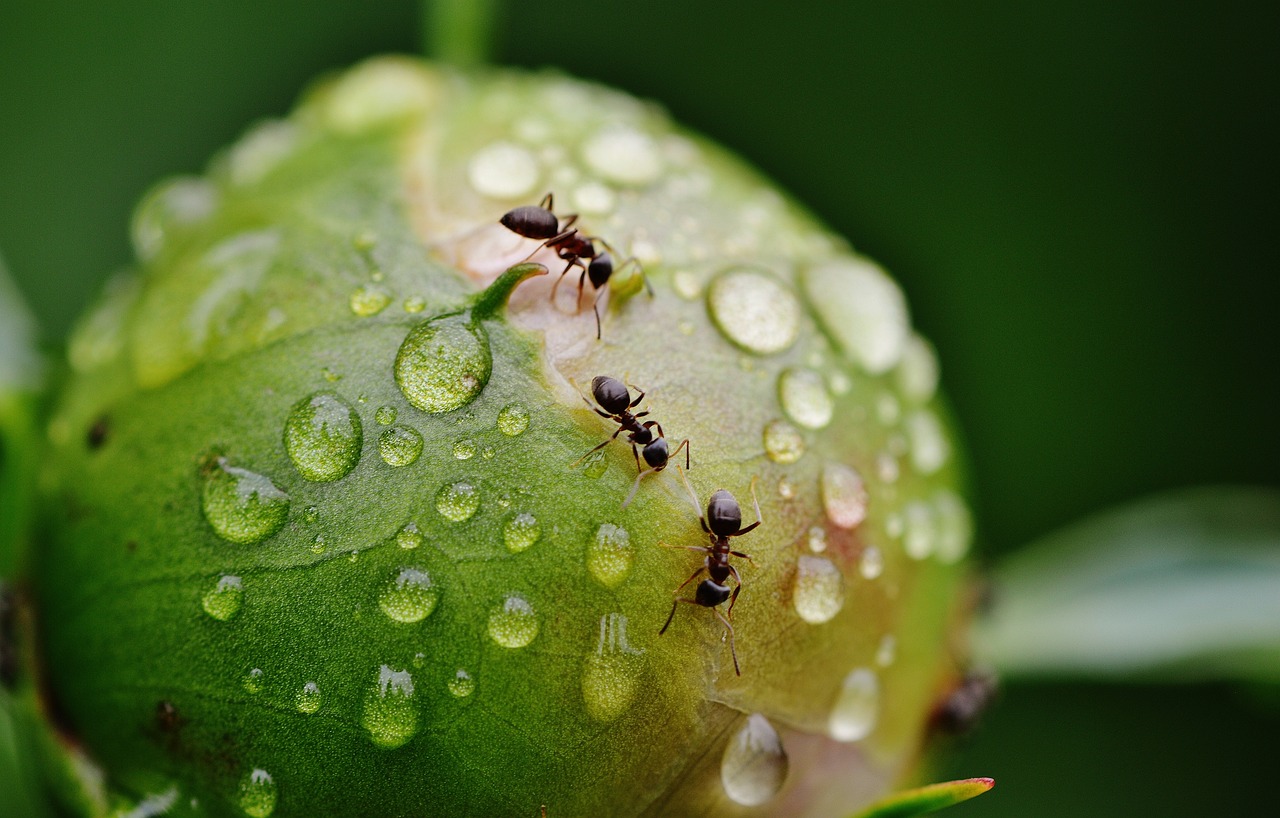 Ants on a leaf. Image by Pexels