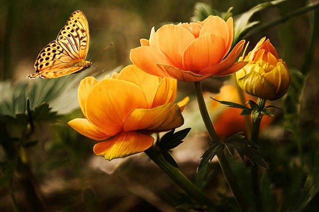 Orange flowers, orange butterfly