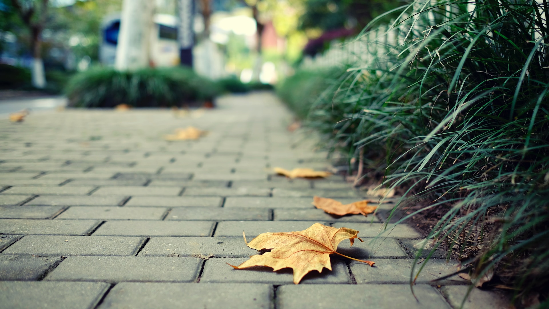 dried leaves on pavers
