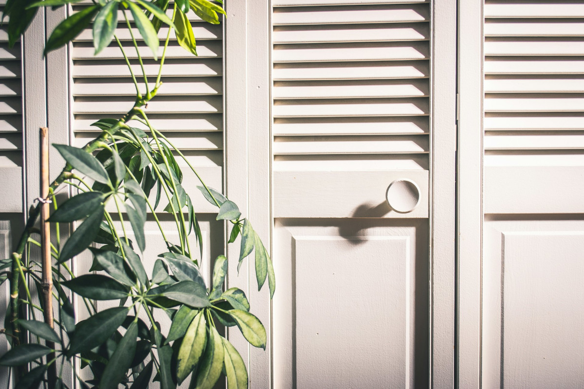 White wooden louver doors, plant. Image by Unsplash