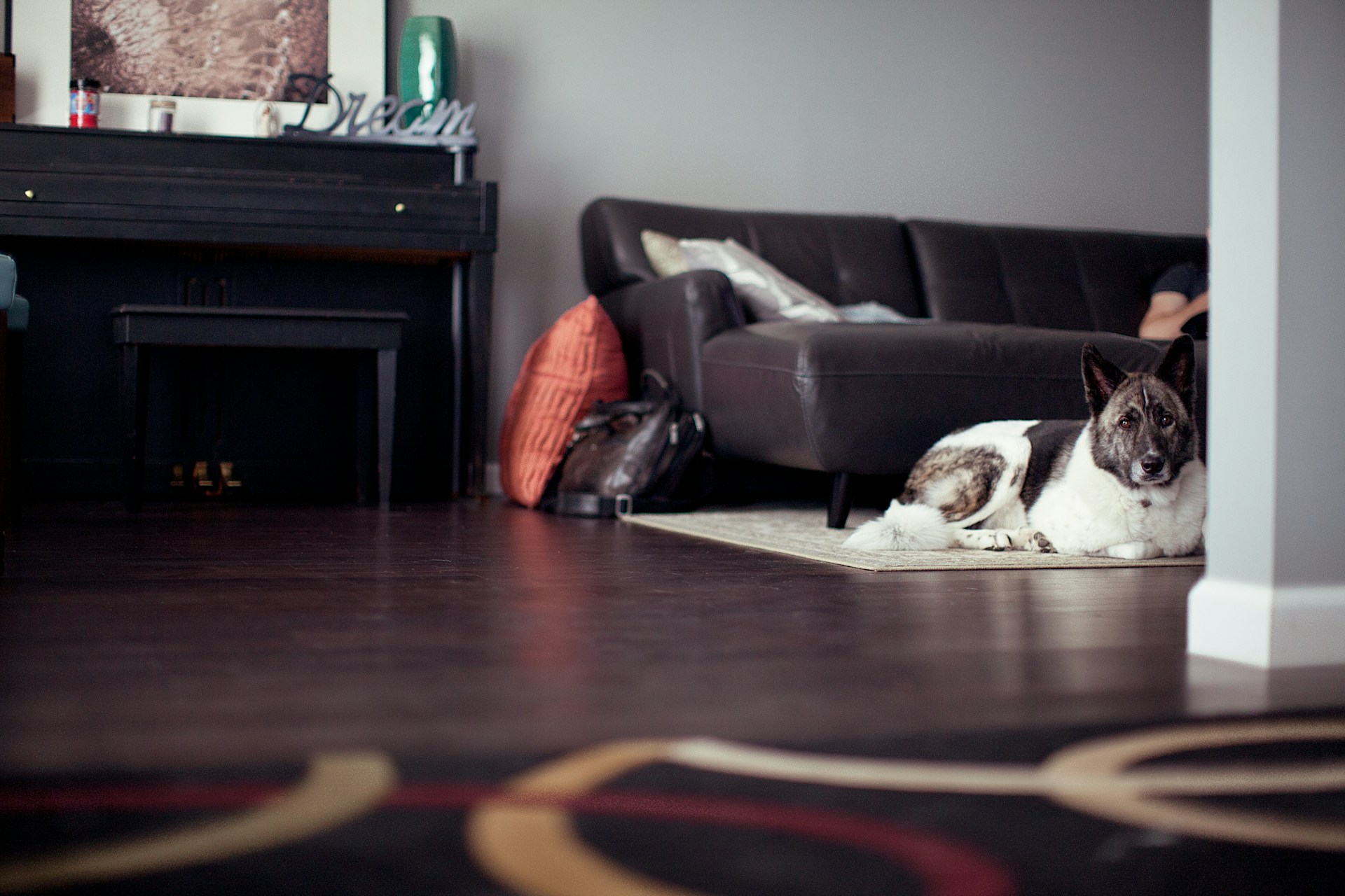 Large dog on a rug in a livingroom