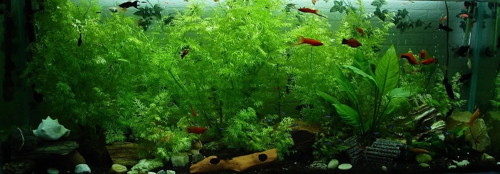 Essential Equipment That Every Aquarium Should Have