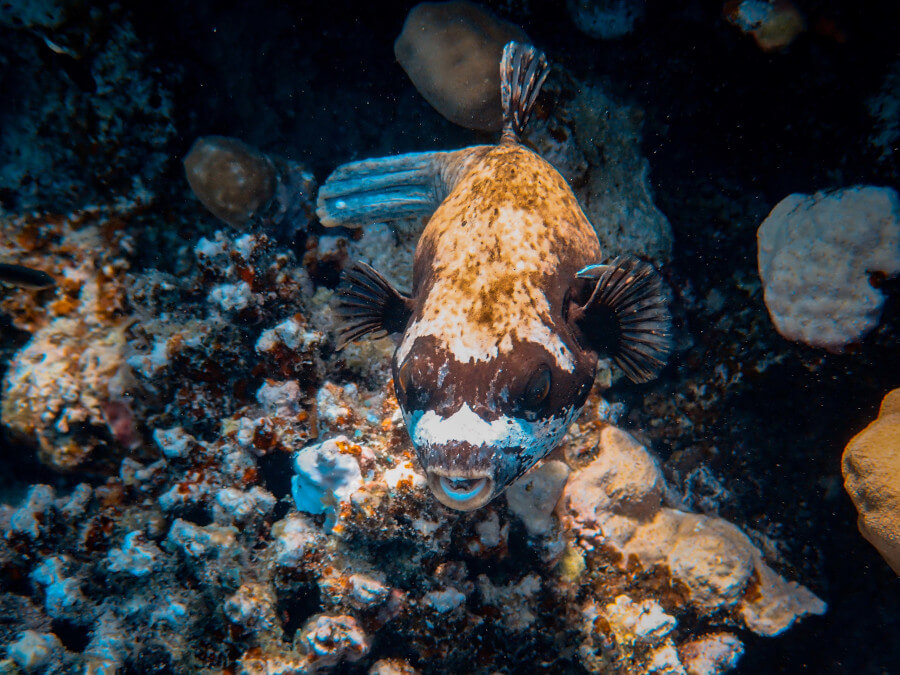 Large white and brown fish blending in with rocks