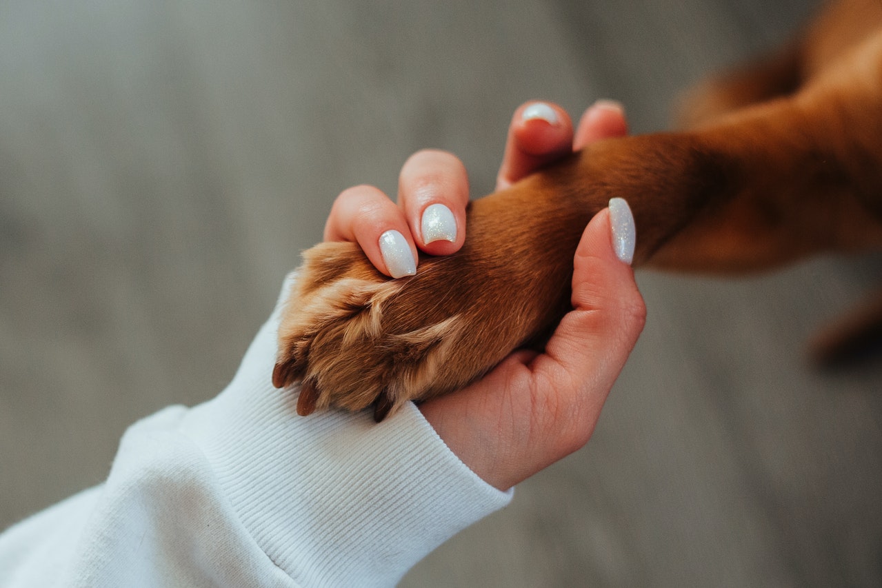 A woman holding her dog's paw.