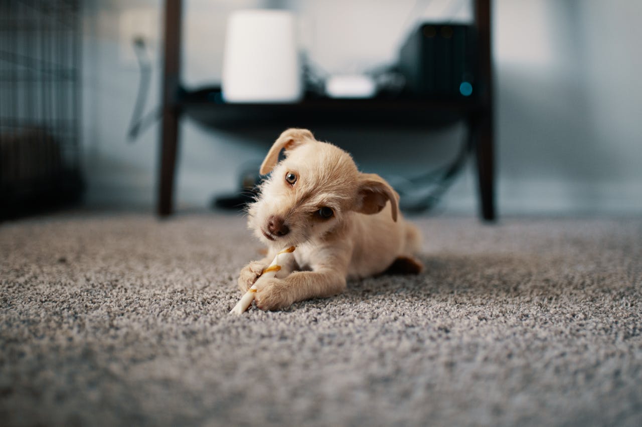 Puppy lying on a carpet. Image by Pexels