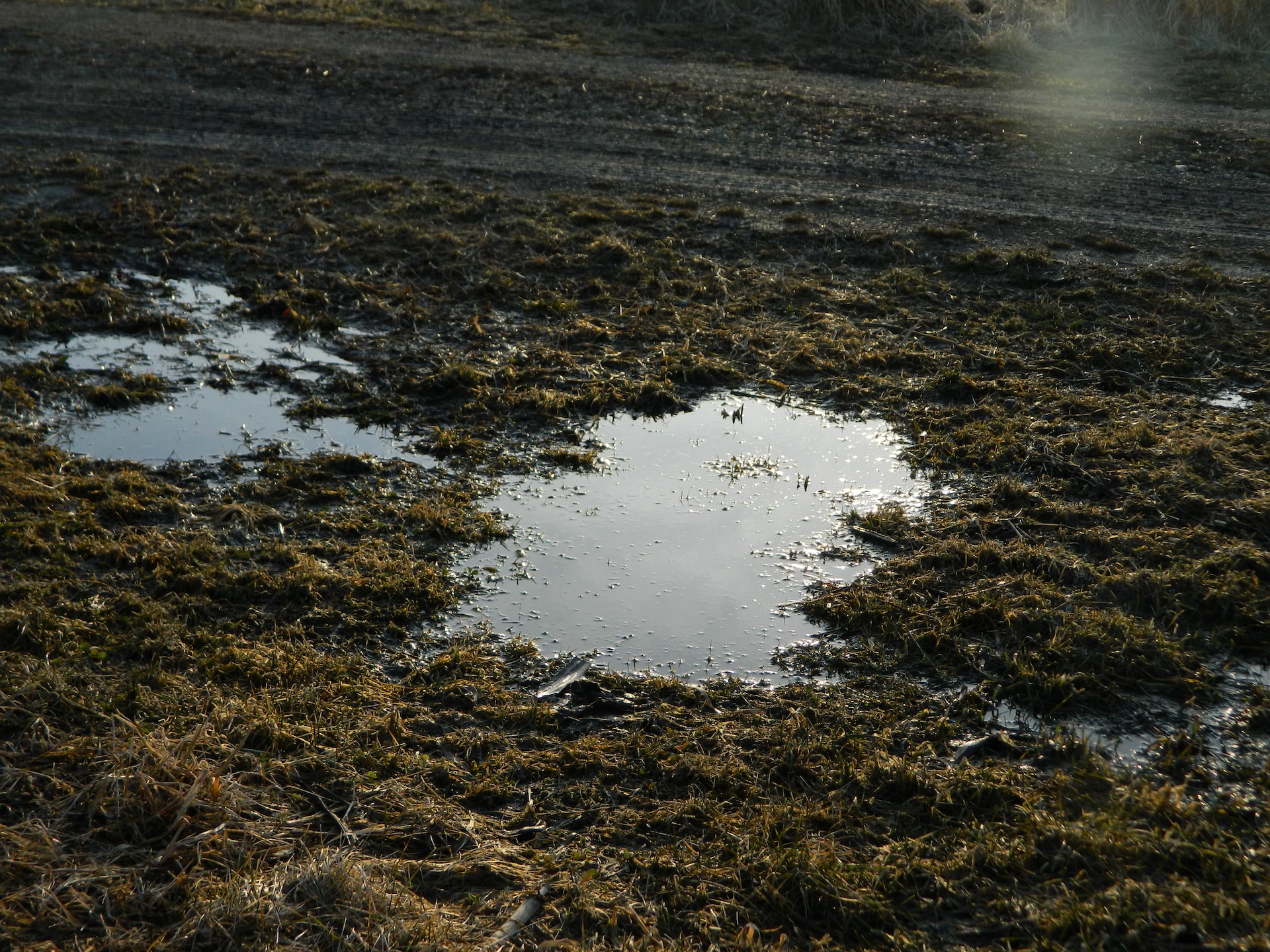 water puddle in grass