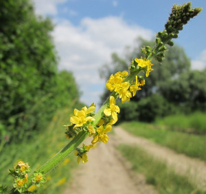 agrimony
