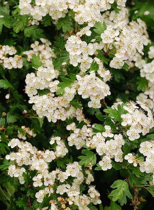 Hawthorn Herb
