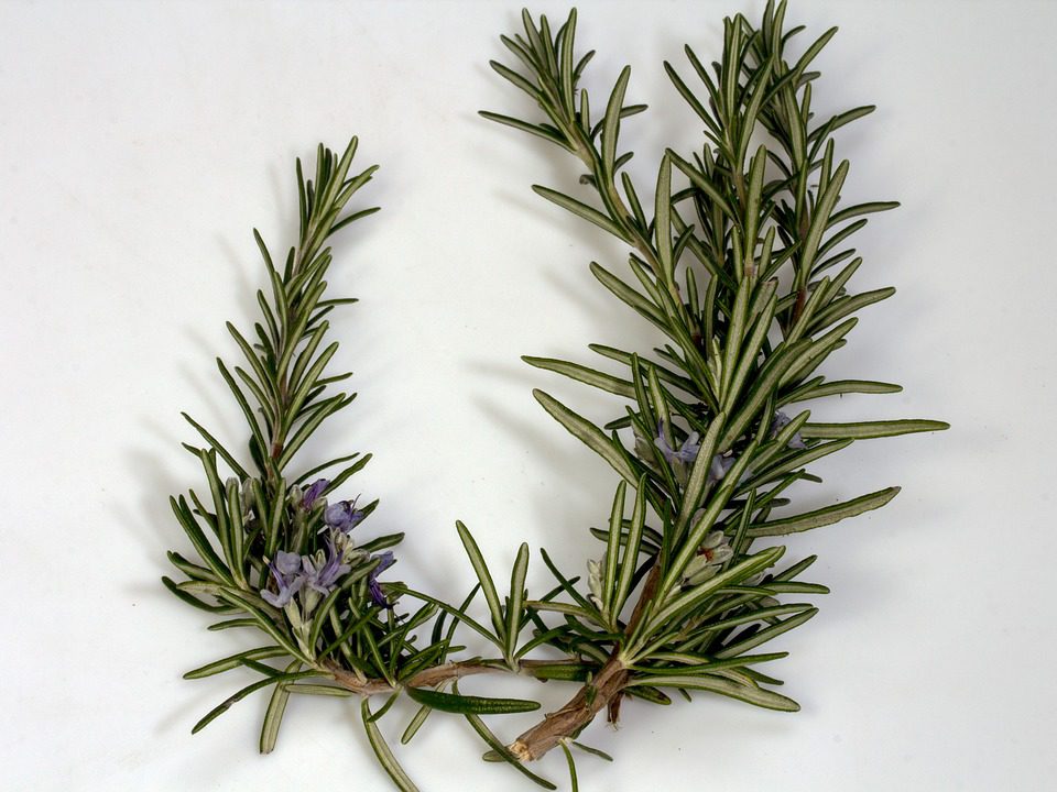 Rosemary Herb