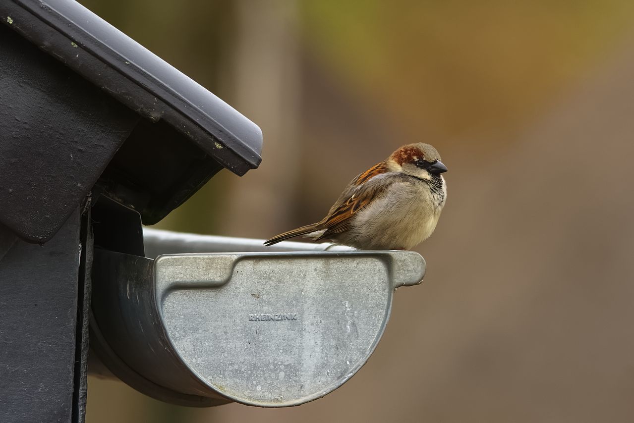 House sparrow perched on a metal gutter outdoors. Image by Pexels