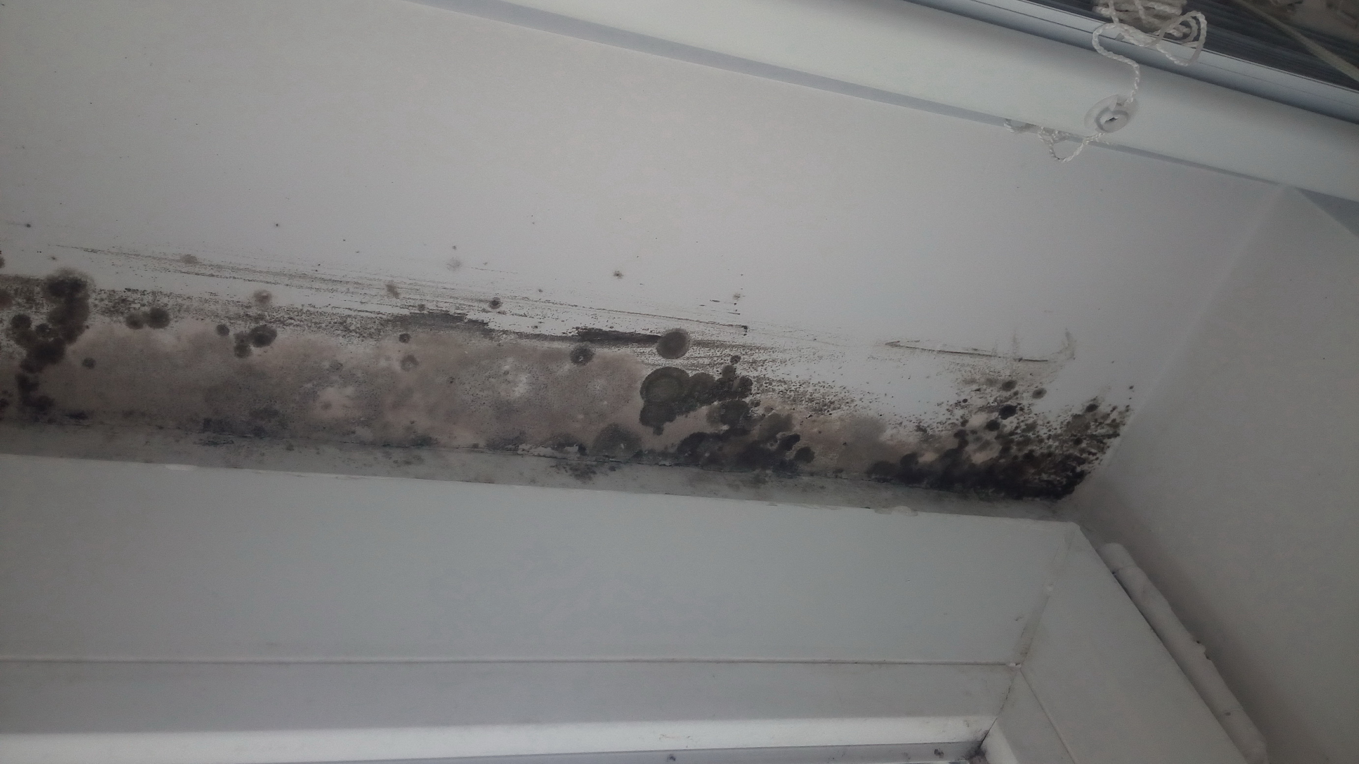 Indoor mold. Image by Alexander Davronov from Wikimedia Commons