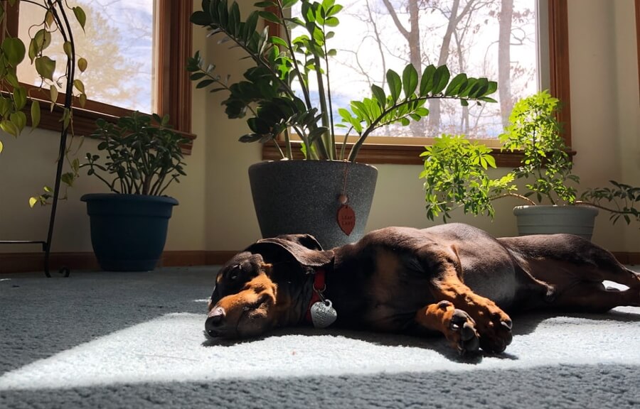 Dog laying on a floor, plants