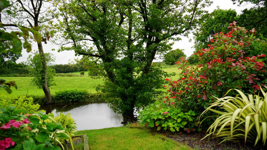 Pond, trees, bushes, grass