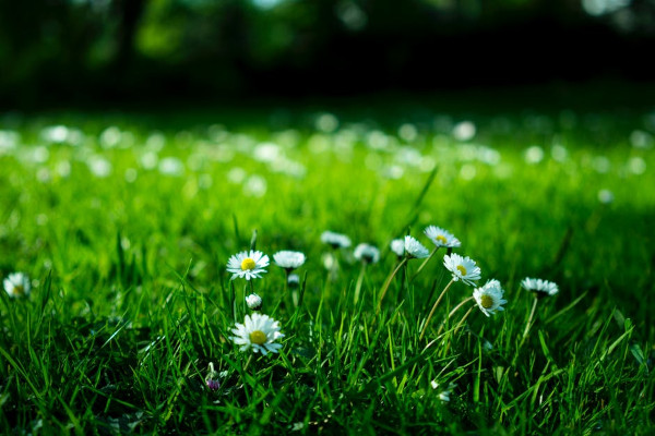 White daisy on a grass field