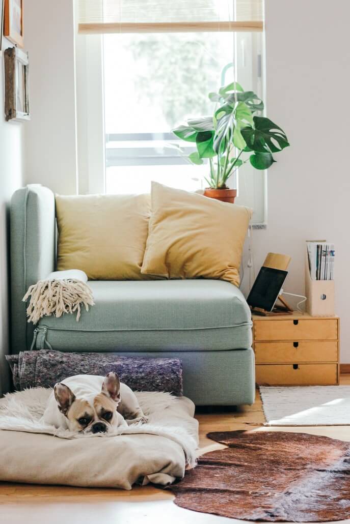 Interior, beige dog laying on a dog bed