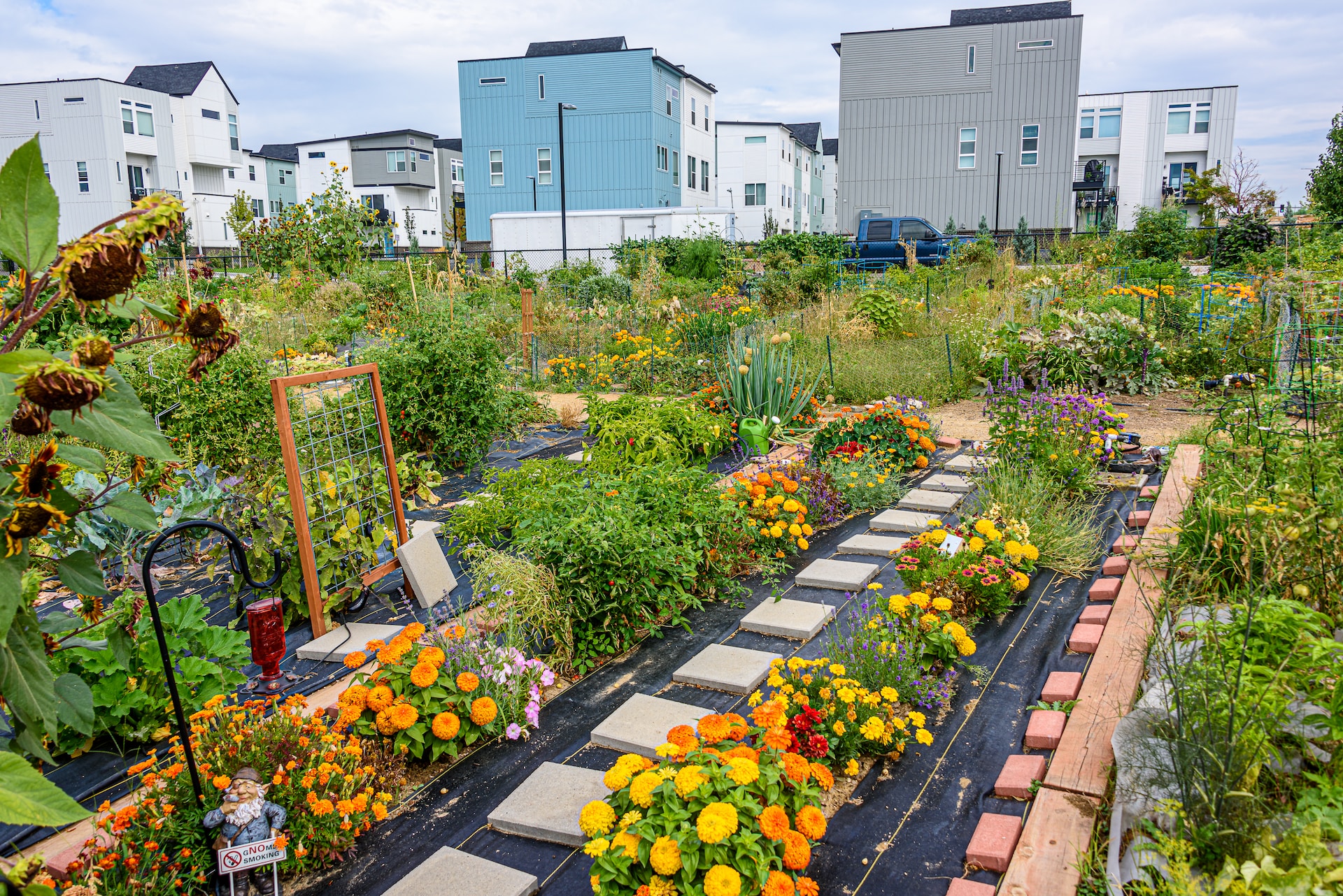 Community garden, a variety of flowers