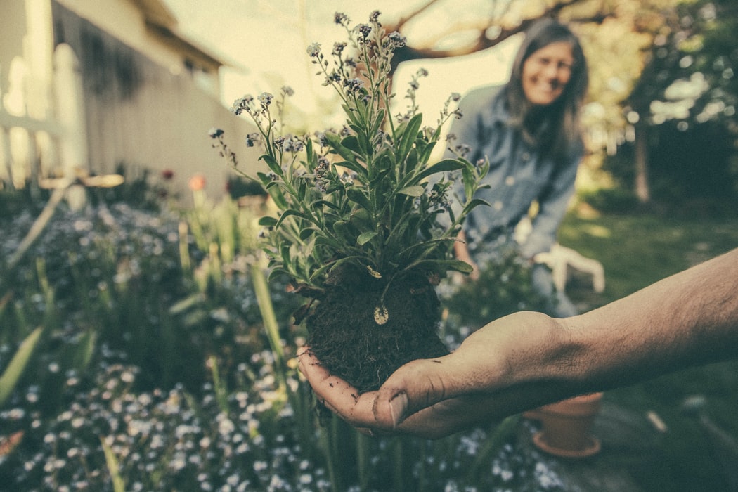 Person holding a plant