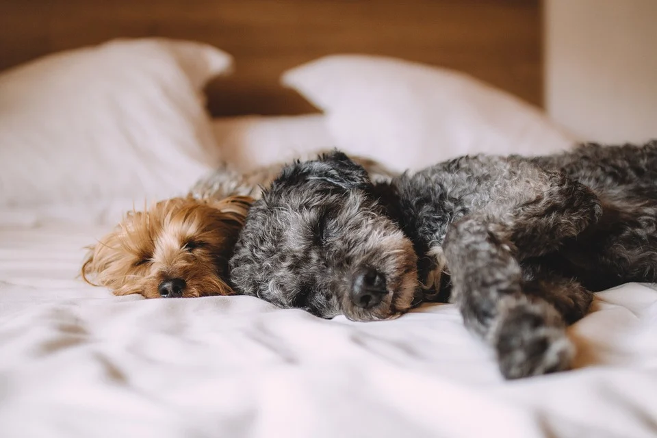 Two dogs in a bed