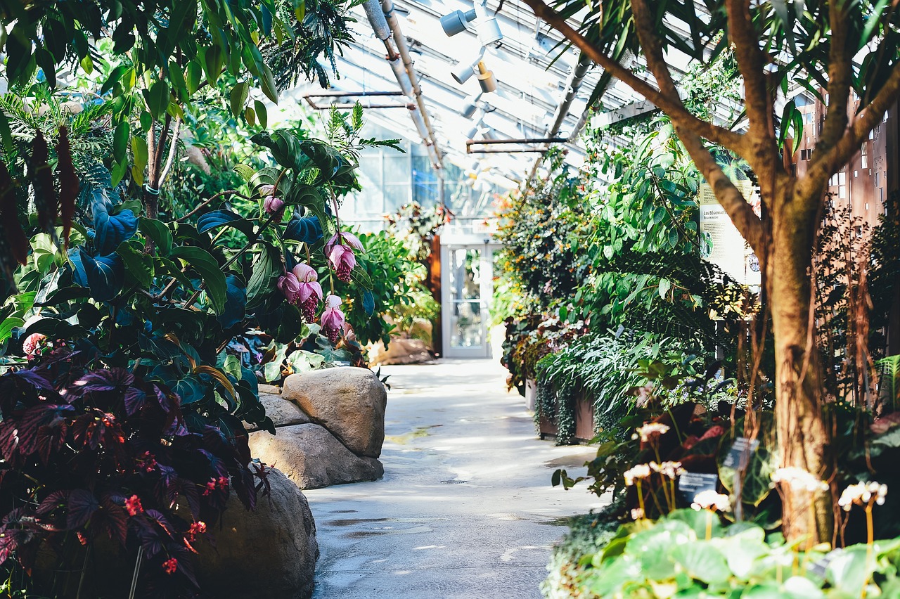 Greenhouse with a variety of plants and flowers. Image by Pixabay