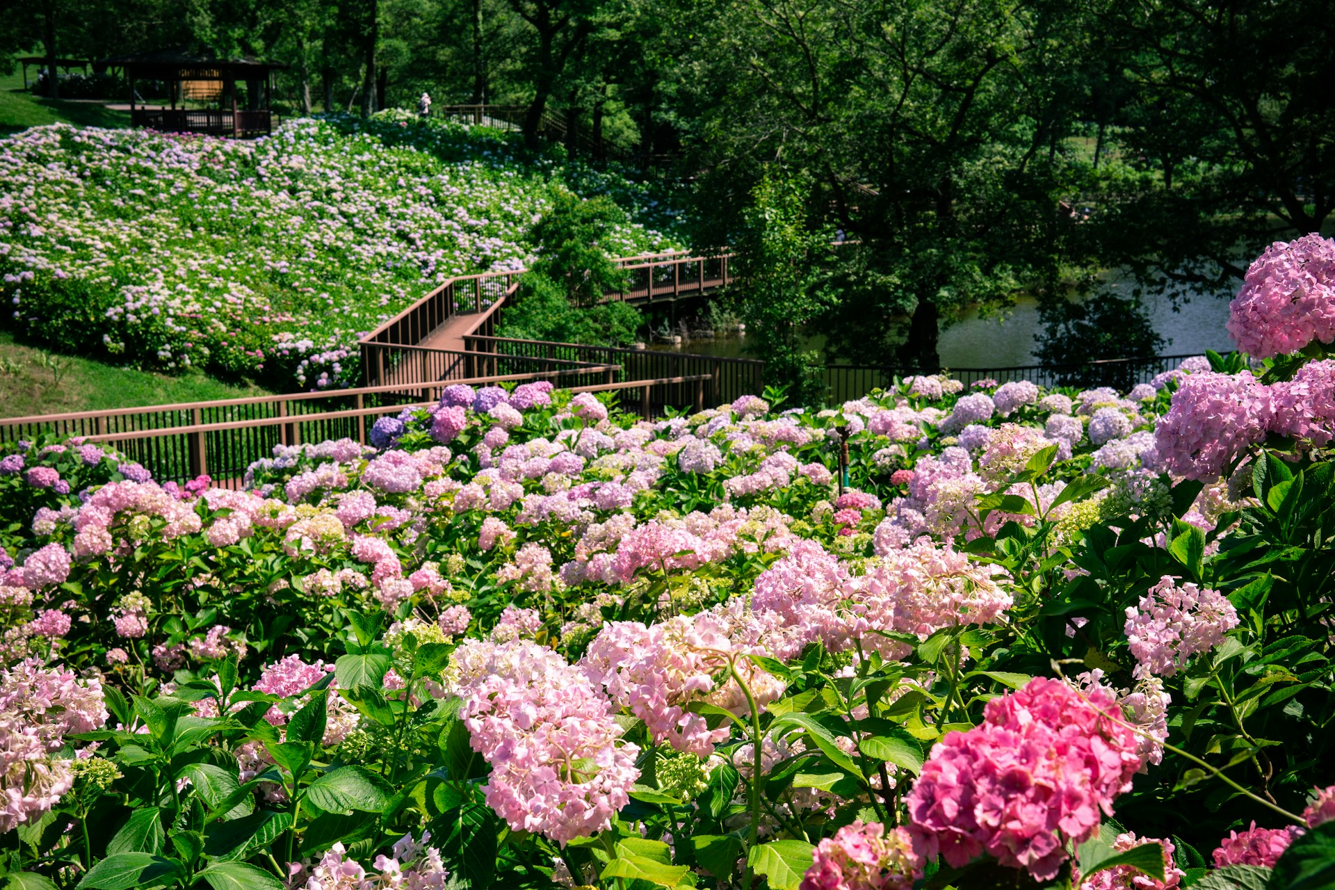 A field of pink and wite flowers. Image by Unsplash.