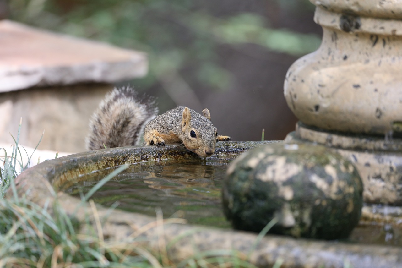 Squirrel drinking from a fountain