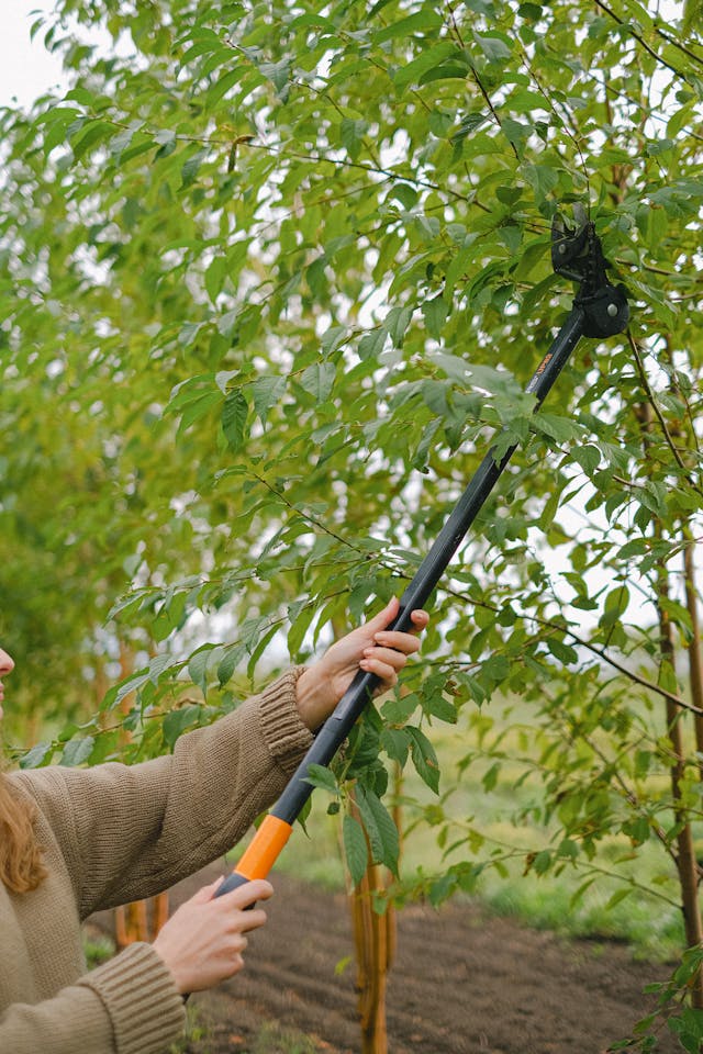 person pruning a tree