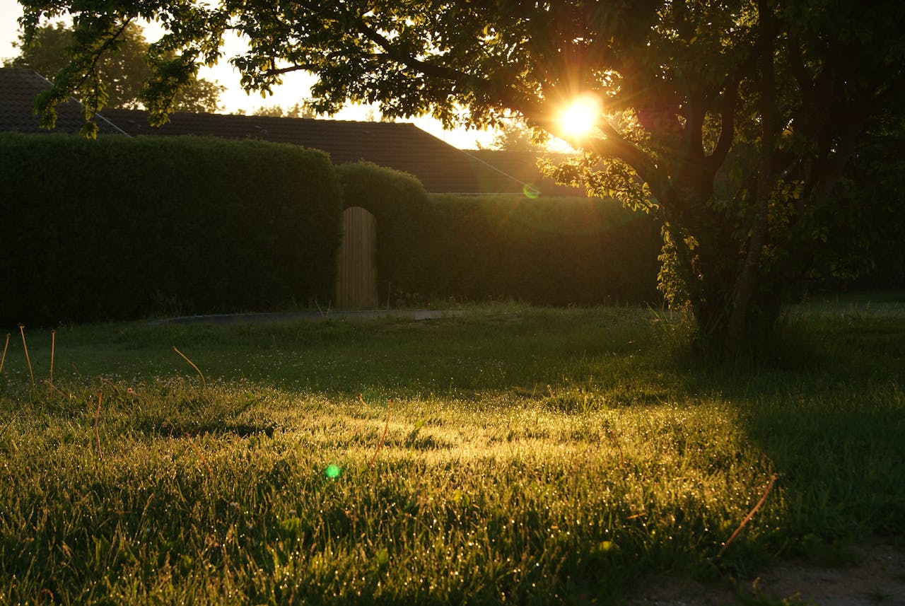 green grass field, sun setting. Image by Pexels