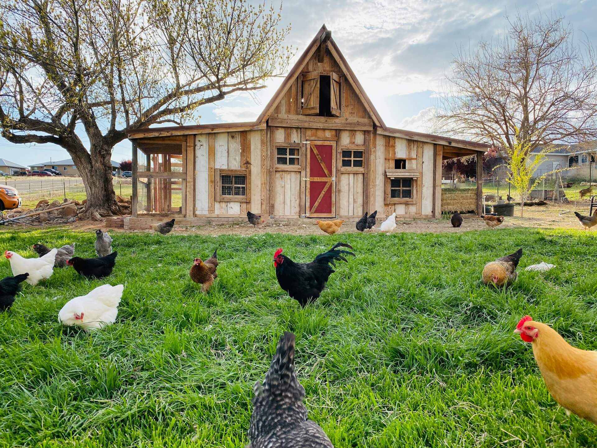 Chicken coop and chickens. Image by Unsplash