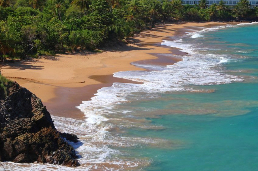 ocean, beach, palm trees