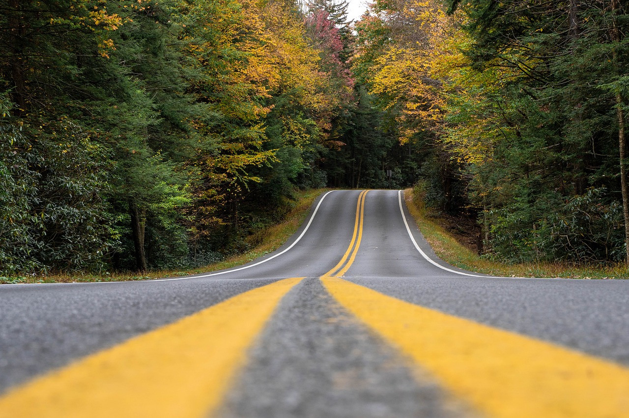 Road surrounded by trees