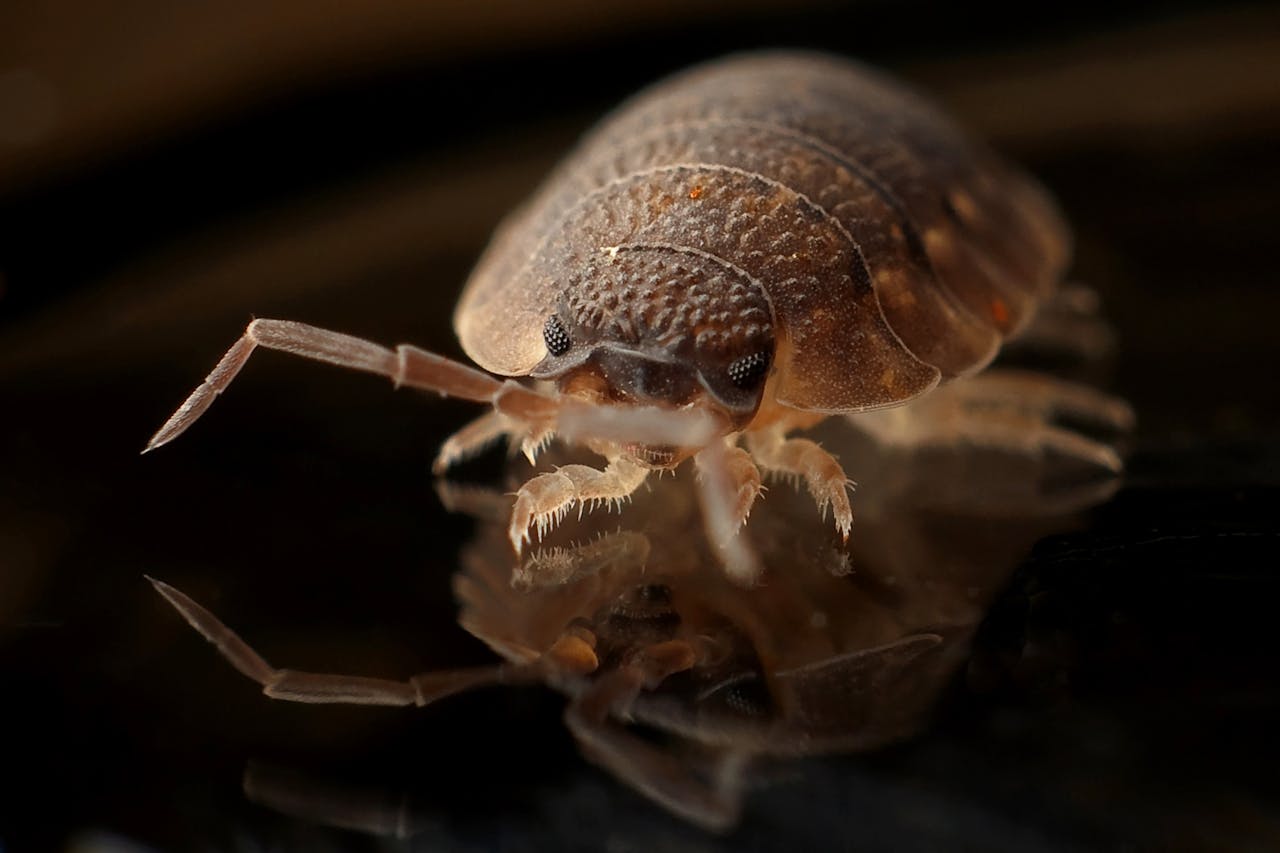 Bed bug. Image by Pexels