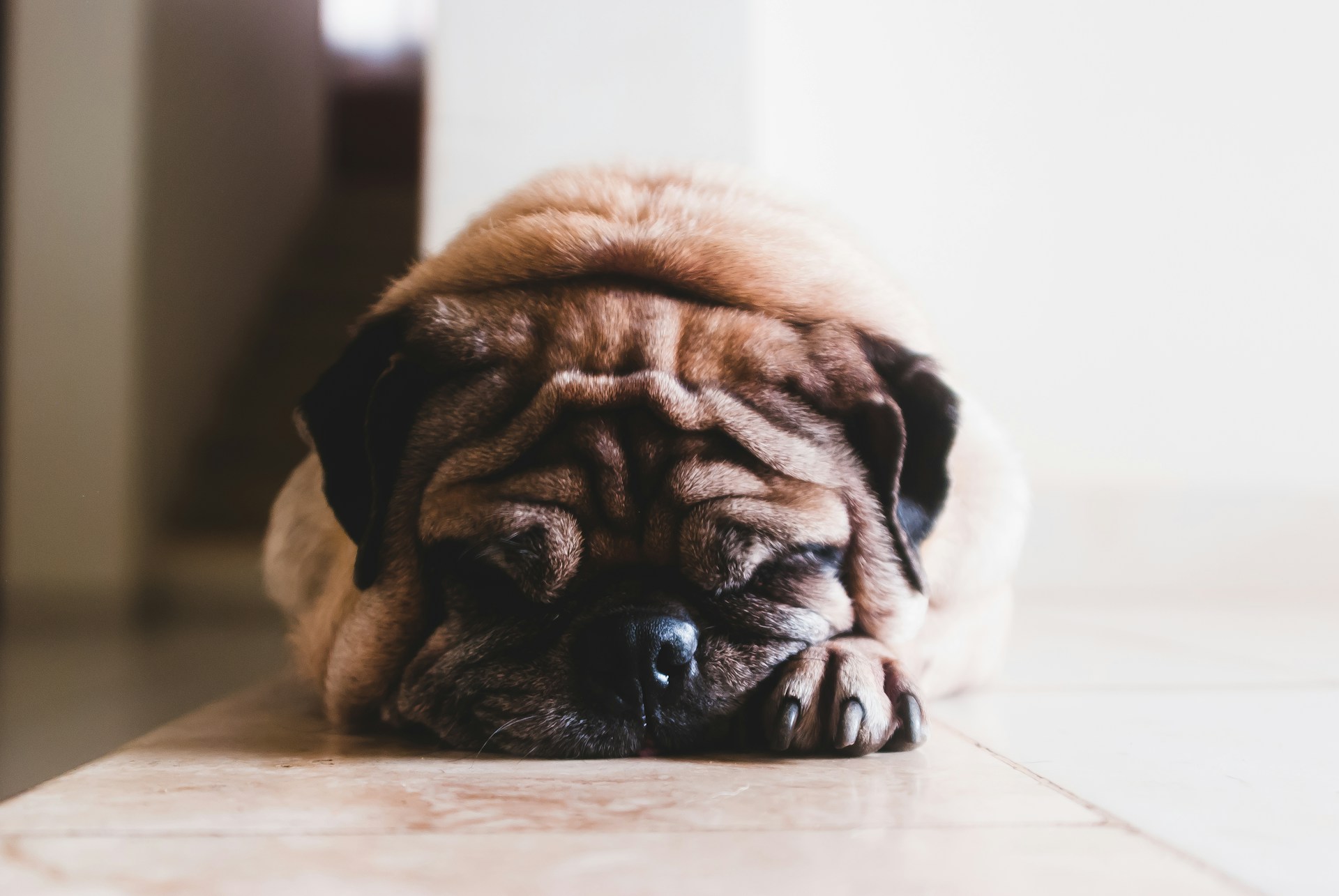 Pug on a floor. Image by Unsplash