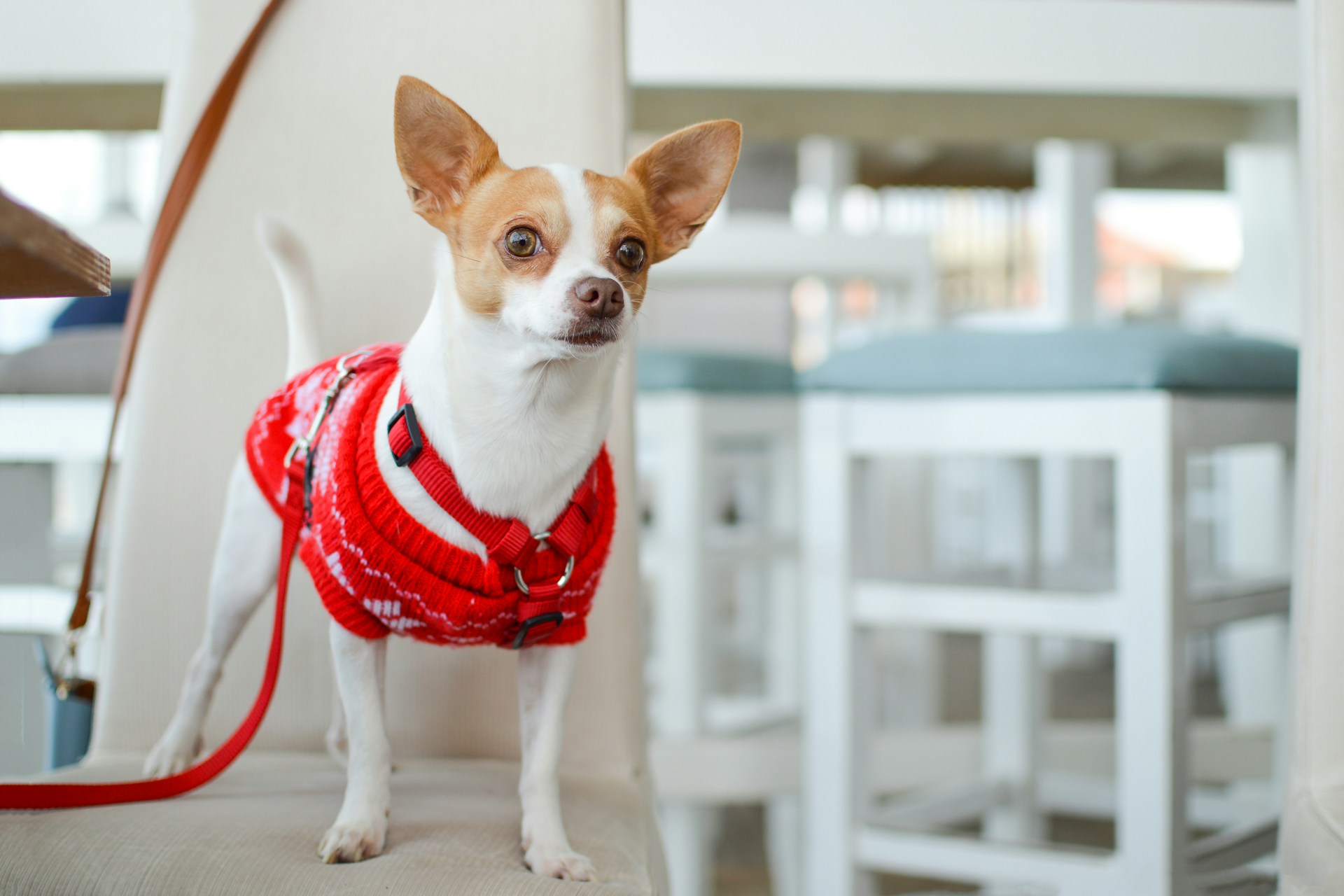 White and brown chihuahua with red clothes. Image by Unsplash