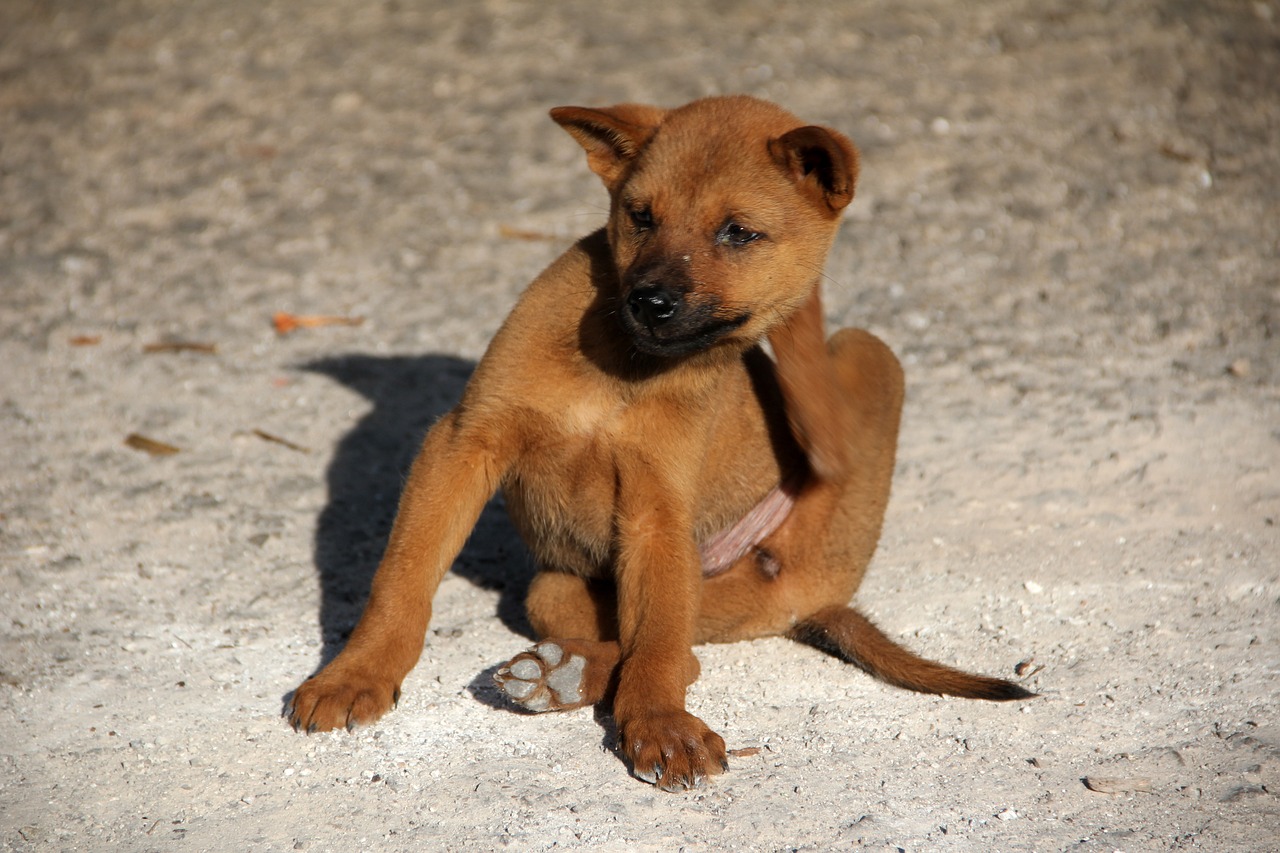 A dog scratching itself. Image by Pixabay