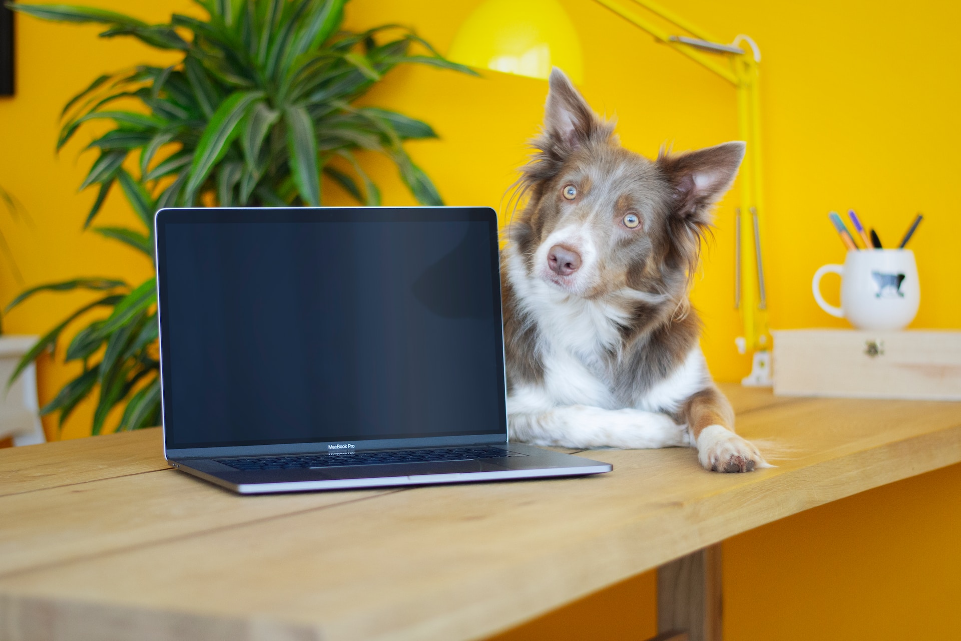 dog on a table next to a computer