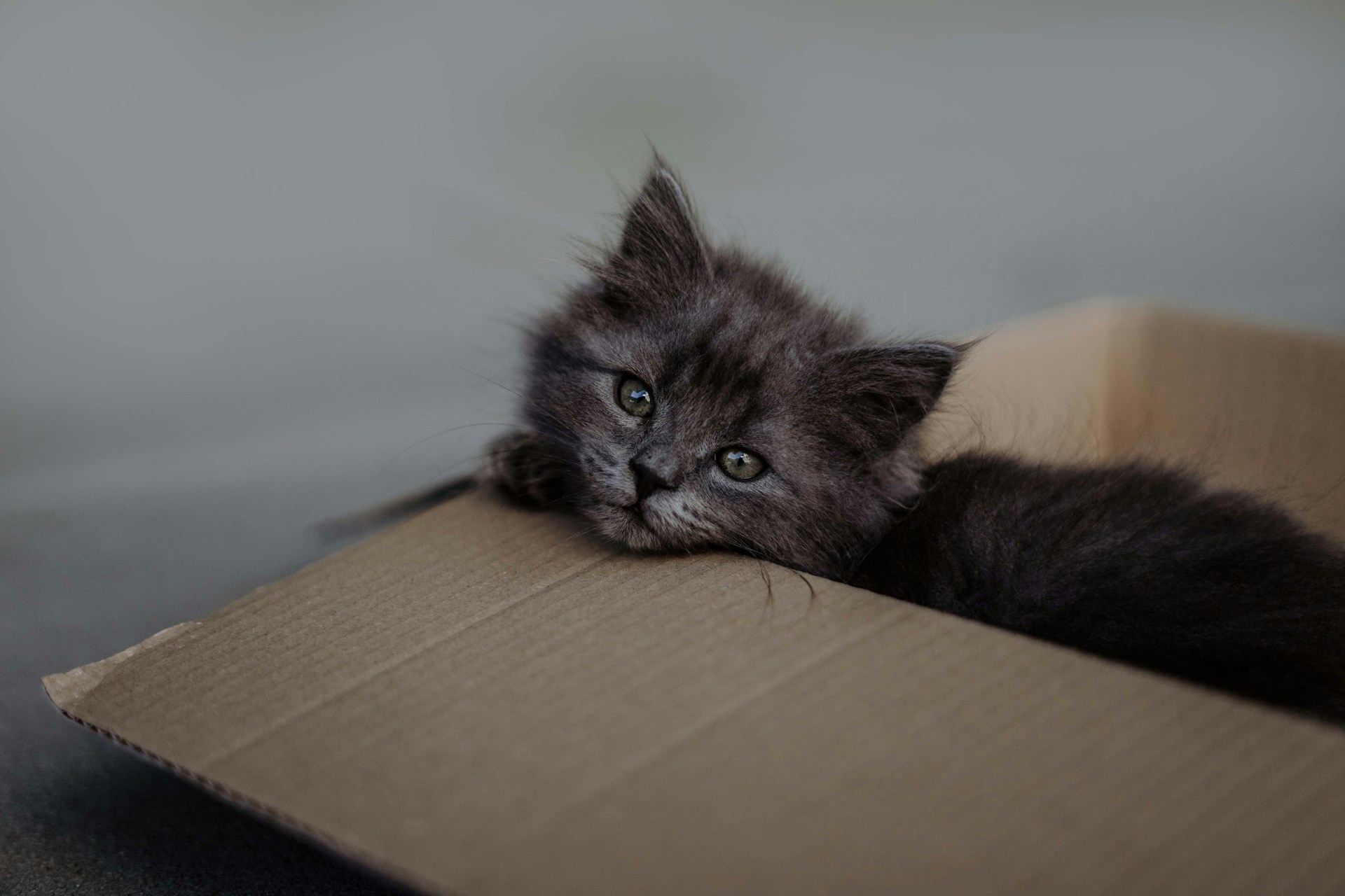 A cat in a box. Image By Unsplash