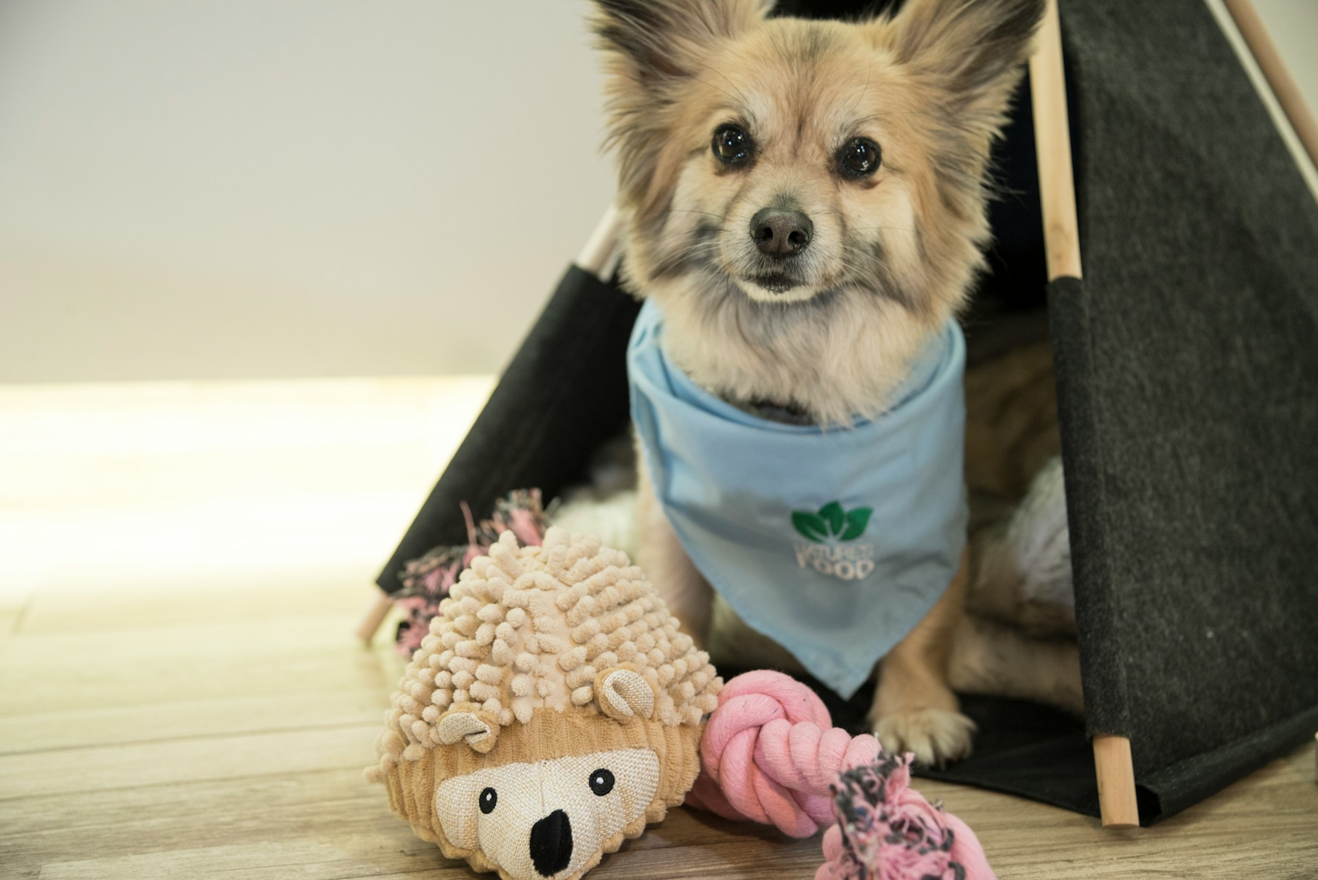 A dog and dog toys. Image By Unsplash