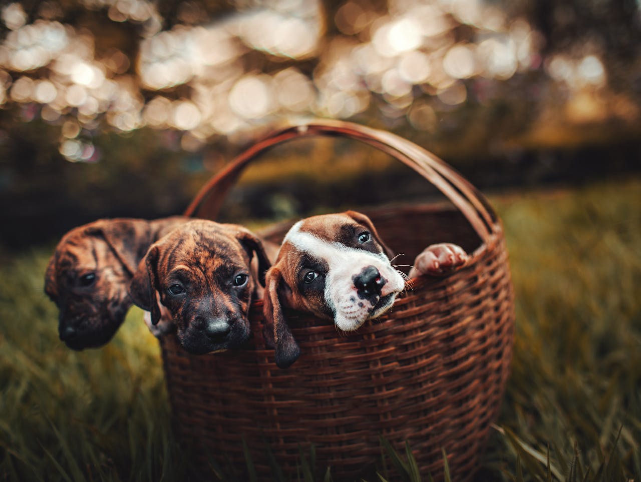 3 dogs in a basket