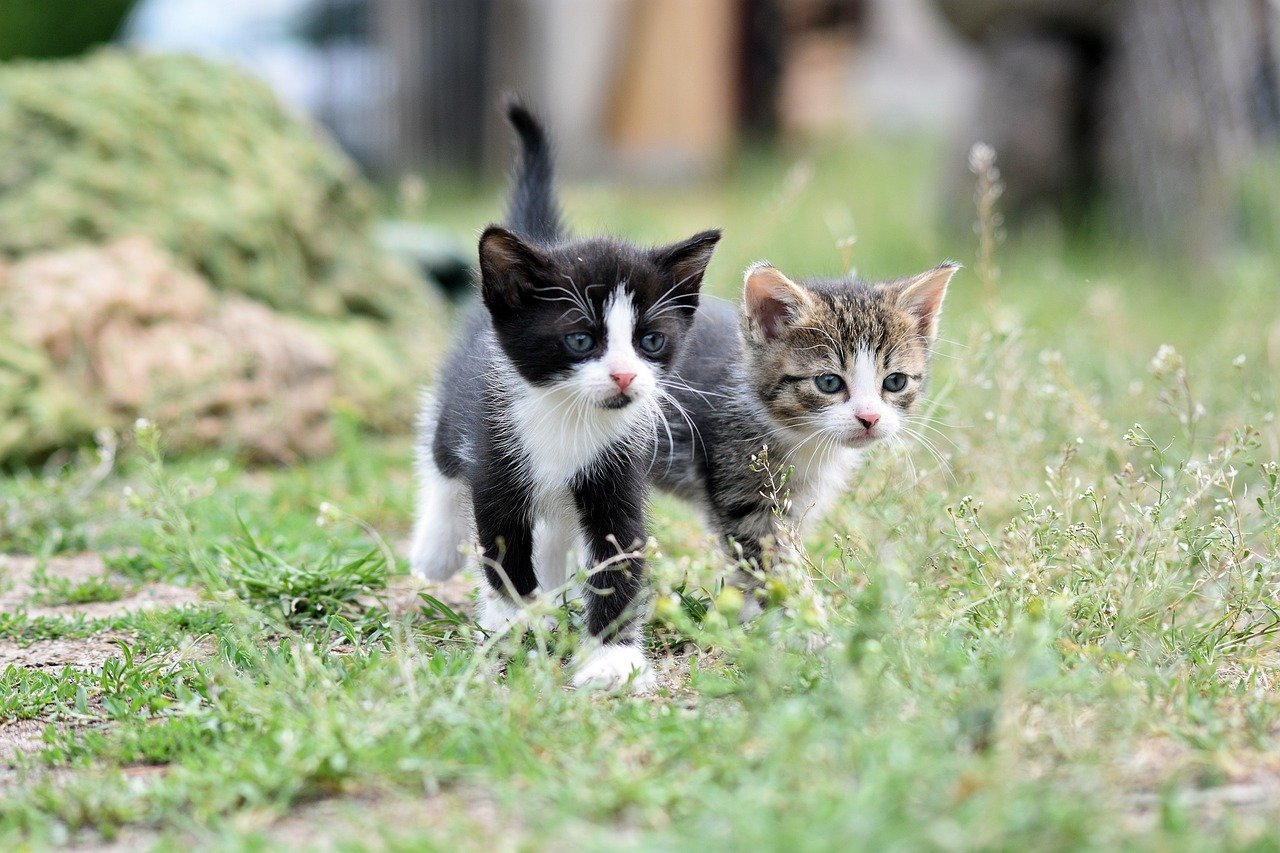 2 kittens walking outside. Image by Pixabay