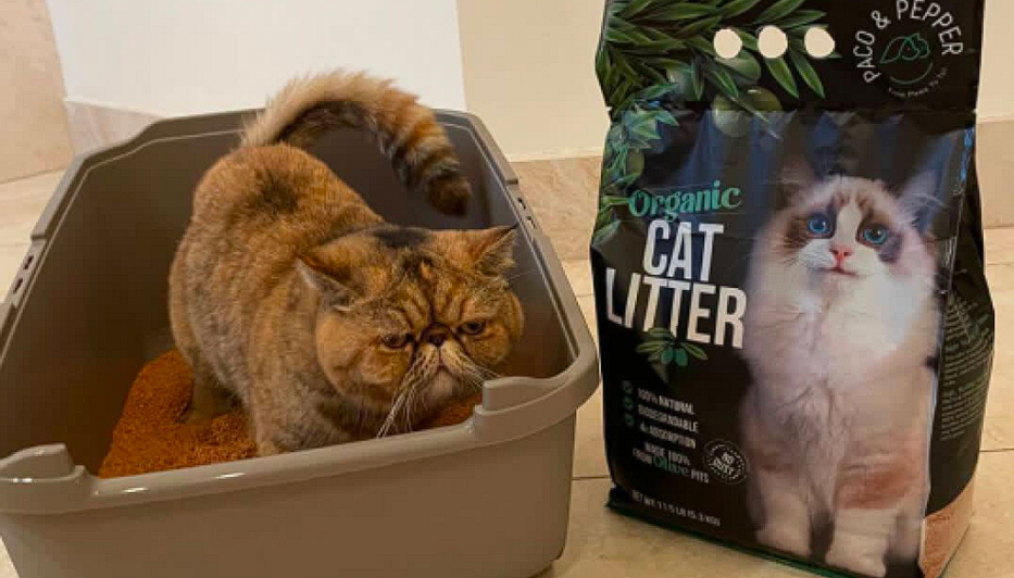 Cat and cat litter.