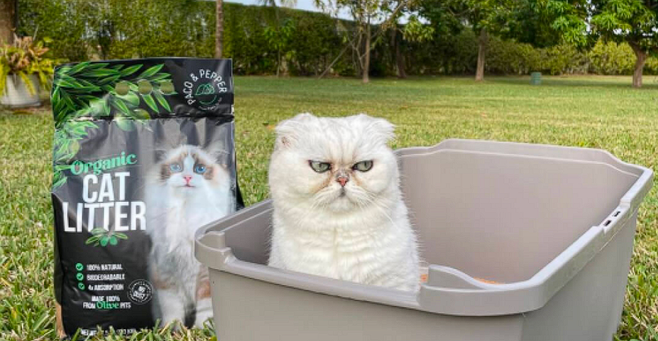 Cat and cat litter