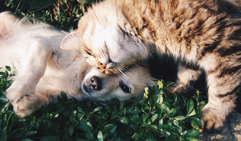 A dog and a cat