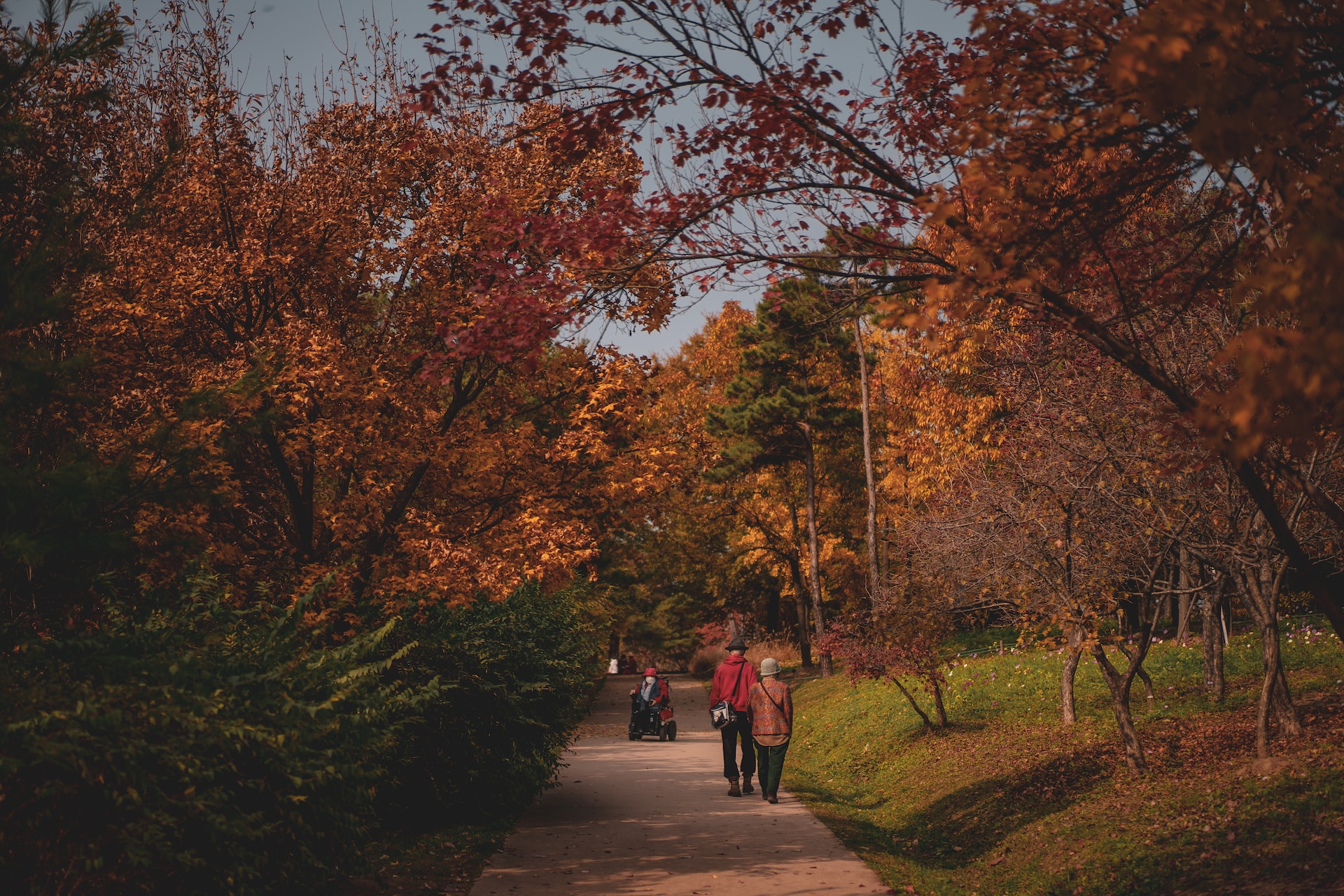people walking, person in wheelchair, leaves are changing color. Image by Unsplash