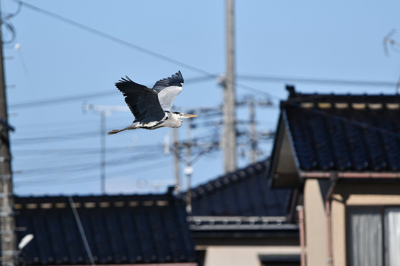 Grey heron bird flying. Image by Pixabay
