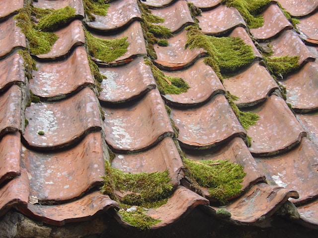 Moss on roof shingles. Image by Unsplash