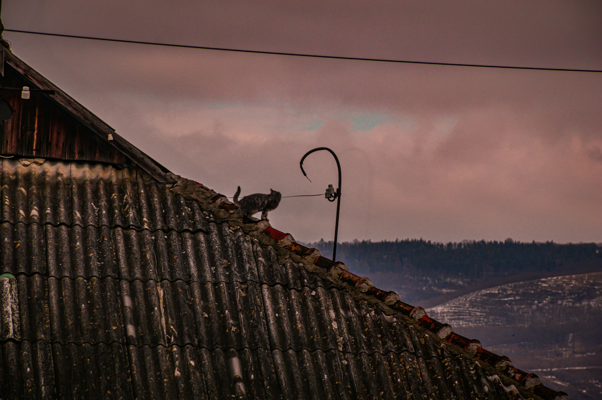 Cat on top of a rood of a building. Redish sky. Image by Unsplash