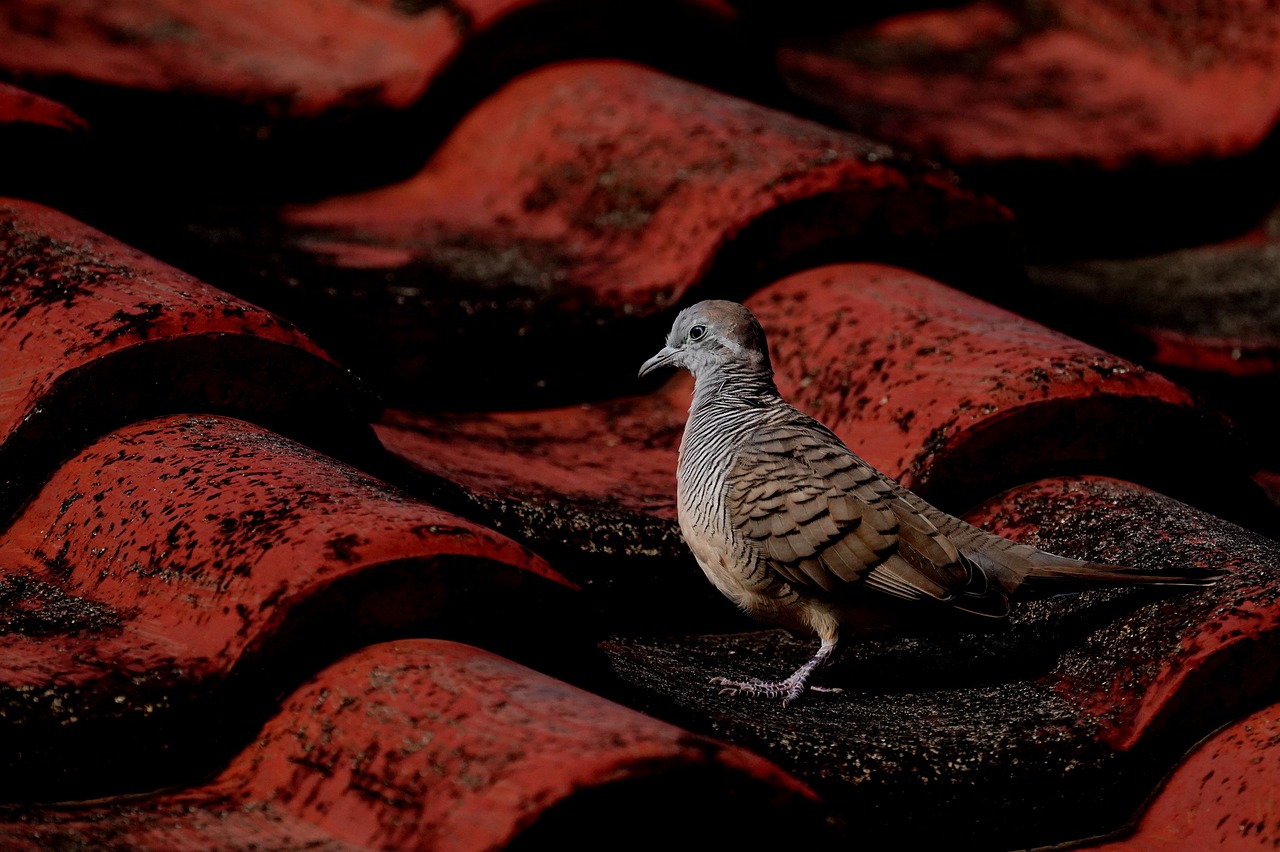 A dove on a roof. Image by Pixabay