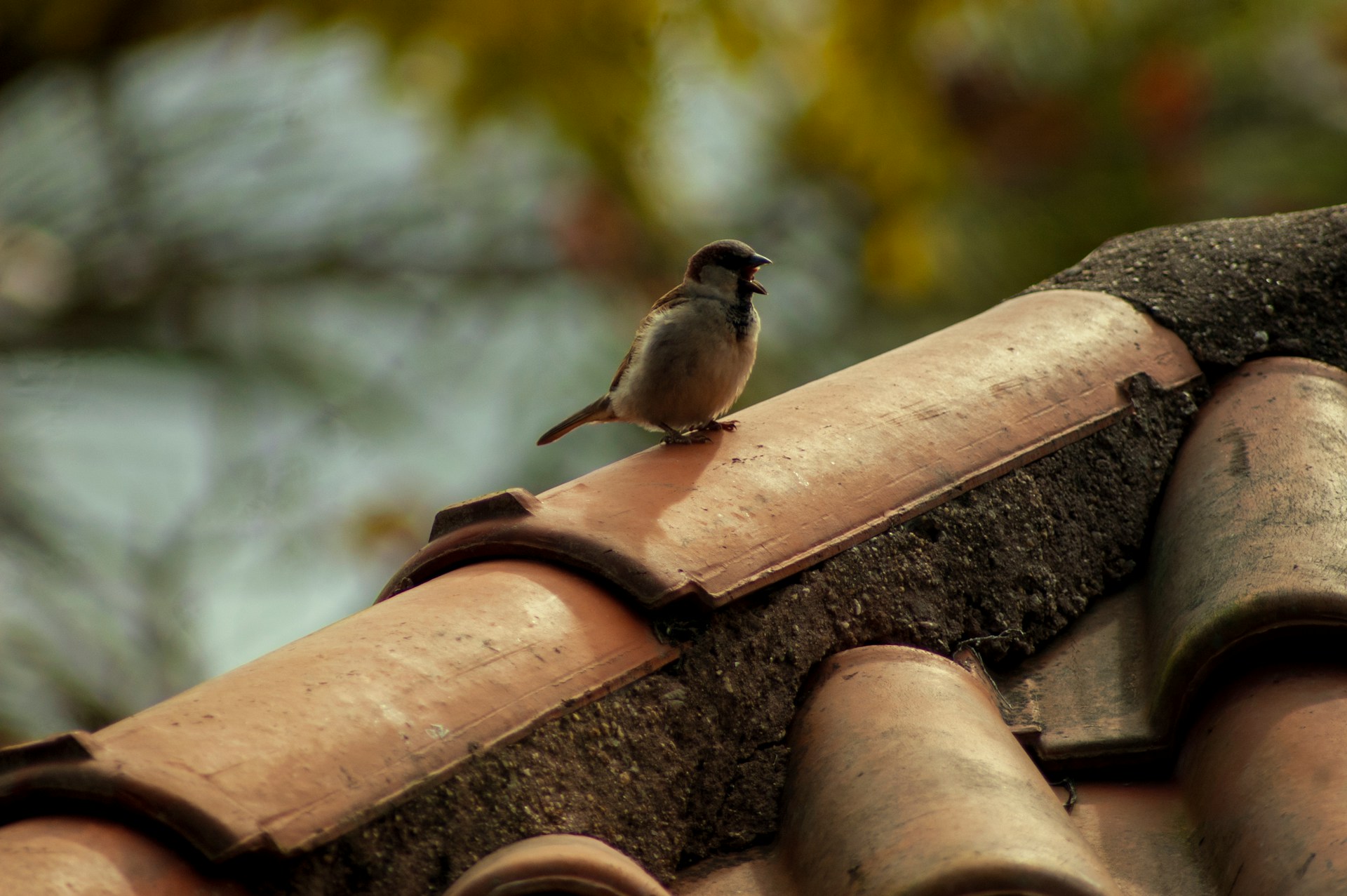 Gray bird standing on a house roof. Image by Unsplash